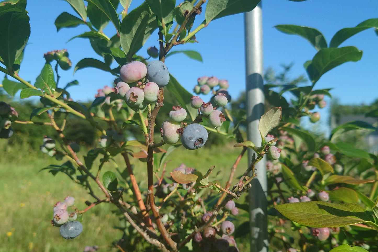 大理石・蒼(ミルク&ブルベリーソース)