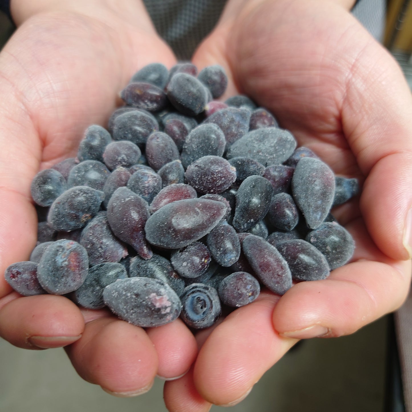 【数量限定】ハスカップ 極(きわみ)【カップジェラート】