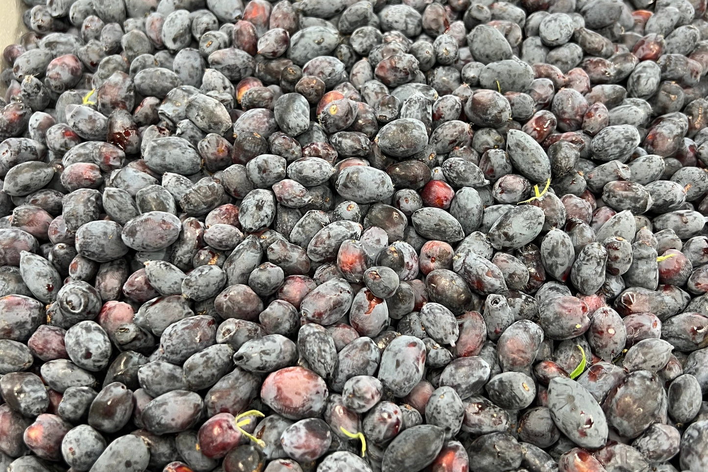 【数量限定】ハスカップ 極(きわみ)【カップジェラート】